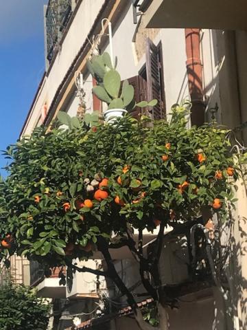 Da Nonna Maria Apt 1 Or Apt 2 Terrasini Dış mekan fotoğraf